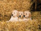 des-chiots-a-adopter-gratuitement-en-ligne-telechargement-gratuit-3