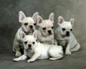 des-chiots-a-adopter-gratuitement-en-ligne-telechargement-gratuit-4