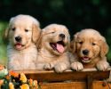 des-chiots-a-adopter-gratuitement-en-ligne-telechargement-gratuit-5