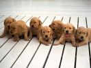 fond-ecran-chiots-adopter-gratuit-photos-1