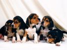 fond-ecran-chiots-adopter-gratuit-photos-2