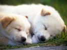 fond-ecran-chiots-adopter-gratuit-photos-3