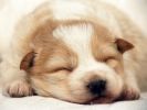 fond-ecran-chiots-adopter-gratuit-photos-4