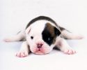fond-ecran-chiots-adopter-gratuit-photos-5