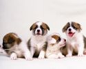 j-adopte-un-chiot-facile-a-faire-et-gratuit-1