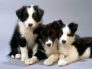j-adopte-un-chiot-facile-a-faire-et-gratuit-2