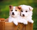 j-adopte-un-chiot-facile-a-faire-et-gratuit-3