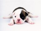 j-adopte-un-chiot-facile-a-faire-et-gratuit-4