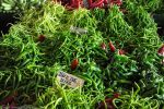 les-derniers-produits-du-marche-en-direct-chez-vous-5