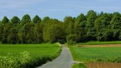 HD-fond-ecran-widescreen-arbres-couleurs-de-la-foret-1