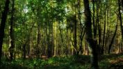 HD-fond-ecran-widescreen-arbres-couleurs-de-la-foret-2