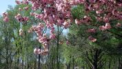 HD-fond-ecran-widescreen-arbres-couleurs-de-la-foret-3