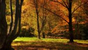 fond-ecran-widescreen-arbres-foret-1