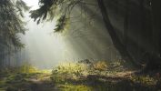fond-ecran-widescreen-arbres-foret-2