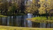 fond-ecran-widescreen-arbres-foret-4