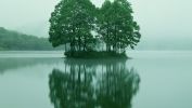 image-et-fonds-ecran-widescreen-arbres-telechargement-gratuit-2