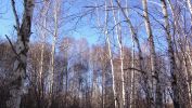 image-et-fonds-ecran-widescreen-arbres-telechargement-gratuit-3