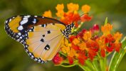 macro-photographie-en-grand-format_1