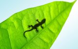 macro-photographie-en-grand-format_2