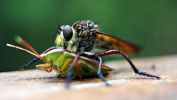 macrophotographie-avec-un-reflex-numerique-grand-format_1