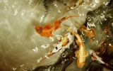 macrophotographie-avec-un-reflex-numerique-grand-format_2