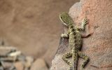 macrophotographie-avec-un-reflex-numerique-grand-format_3