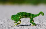 macrophotographie-et-grand-format_1
