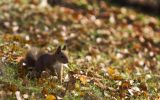 macrophotographie-et-grand-format_3