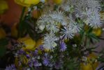 les-fleurs-de-montagne-gros-plan_1