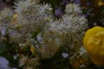 les-fleurs-de-montagne-gros-plan_2