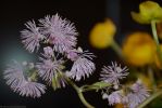 les-fleurs-de-montagne-gros-plan_3