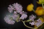 les-fleurs-de-montagne-gros-plan_4