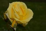 fleurs-ete-printemps-du-jardin-en-grand-format-HD_1