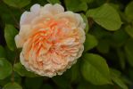 fleurs-ete-printemps-du-jardin-en-grand-format-HD_10