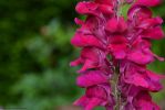 fleurs-ete-printemps-du-jardin-en-grand-format-HD_2