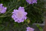 fleurs-ete-printemps-du-jardin-en-grand-format-HD_3