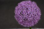 fleurs-ete-printemps-du-jardin-en-grand-format-HD_4