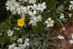 fleurs-ete-printemps-du-jardin-en-grand-format-HD_5