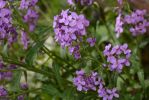 fleurs-ete-printemps-du-jardin-en-grand-format-HD_6