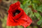 fleurs-ete-printemps-du-jardin-en-grand-format-HD_7