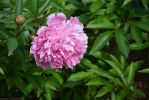 fleurs-ete-printemps-du-jardin-en-grand-format-HD_8