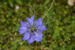 fleurs-ete-printemps-du-jardin-en-grand-format-HD_9