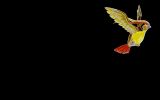 pidgeot-pokemon-wallpaper-free-download