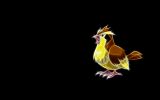 pidgey-pokemon-wallpaper-free-download