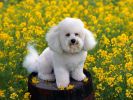 chiens-photographies-telechargement-gratuit-hd_01