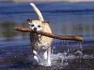 chiens-photographies-telechargement-gratuit-hd_02