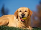 chiens-photographies-telechargement-gratuit-hd_03