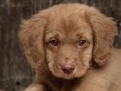 chiens-photographies-telechargement-gratuit-hd_04