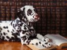 chiens-photographies-telechargement-gratuit-hd_05