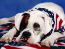 fond-ecran-chien-grand-format_01